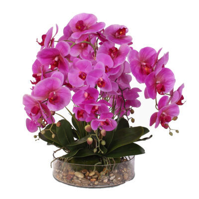 Luxury Orchids